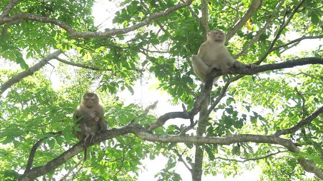 Macaque monkey on a tree.