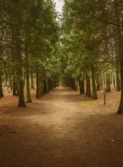 Forest footpath between old pines