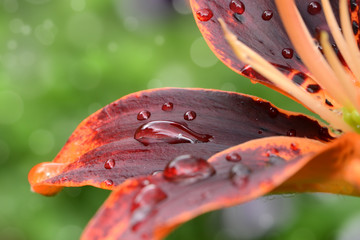 Blumen 620 © K.-U. Häßler