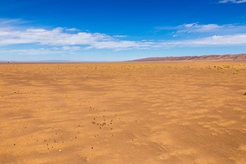 camel dung in the Sahara Desert