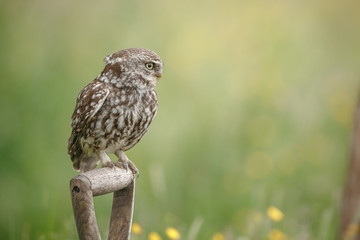 Little owl in buttercup meadow