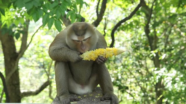 Monkey sits and eats corn.