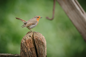 Robin in English farmyard