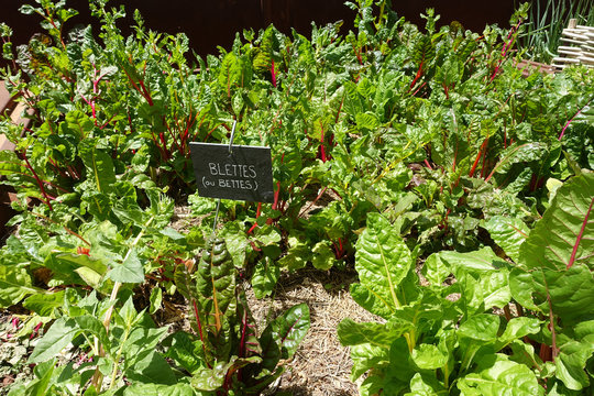 Pieds de blettes au jardin