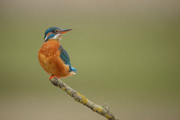 Posing kingfisher