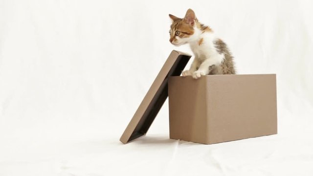 A kitten peeks from box, white background