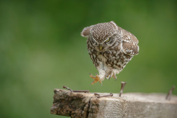 Running little owl