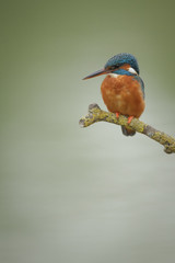 Kingfisher on green background