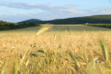 Golden wheat field with blue sky in background