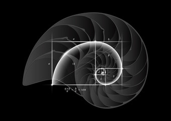 Golden section on shell vector transparent