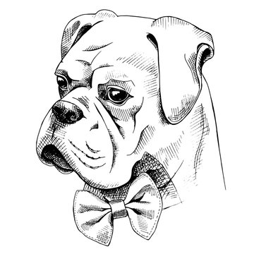 The image of the Bulldog dog portrait with the bow. Vector illustration.