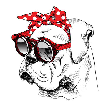 The image of the portrait Bulldog dog in the headband and with the glasses. Vector illustration.