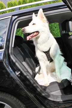 Autofahrt mit Hund