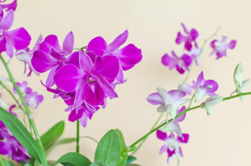 Selective focus of purple orchids