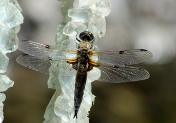 libellule sur un stalagmite © dulocle63
