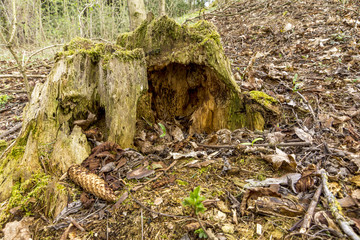 Vermooster Baumstumpf umgeben von Laub und Tannenzapfen