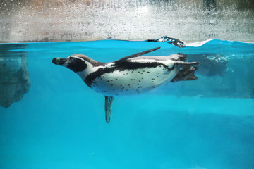Obraz premium Closeup of Penguin swimming underwater