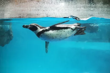Schilderijen op glas Close-up van pinguïn die onder water zwemt © Silvia Pascual