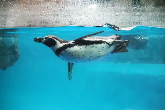 Closeup of Penguin swimming underwater
