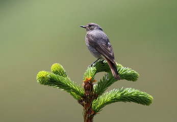rouge-queue sur son sapin