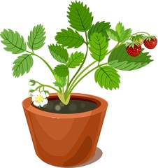 Strawberry plant in flower pot