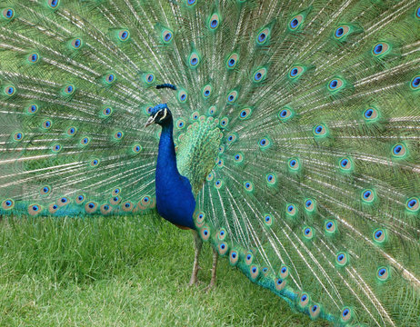 Male Peacock displaying iridescent train feathers. 