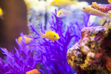 Fototapeta na wymiar Fish and corals