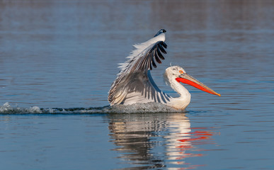 Dalmatian pelican landing on the water