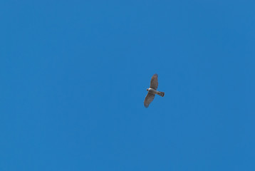 Female sparrowhawk flying