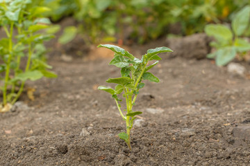 young bush potatoes in the garden