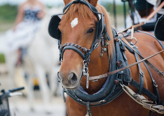 Obraz premium chestnut horse in carriage
