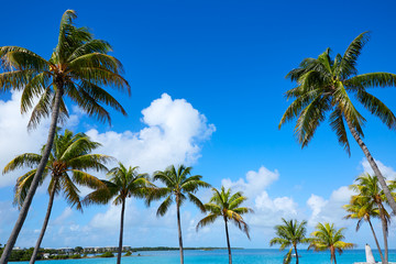 Fototapeta na wymiar Florida Keys Palm trees in sunny day Florida US