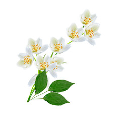 Fototapeta premium White jasmine flower.