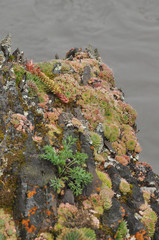 Saxifrage. Sparse vegetation of Yakutia.
