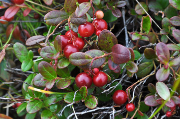Ripe cranberries.