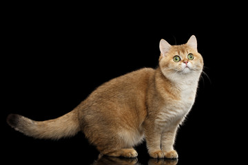 Funny British Cat Gold Chinchilla color with Green eyes Standing and Curious Looks, Isolated Black Background, Side view