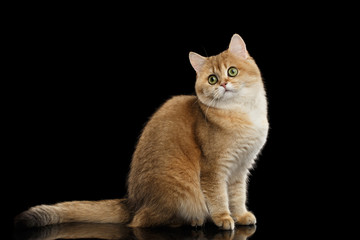 Cute British Cat Gold Chinchilla color with Green eyes Sitting and Curious Looks, Isolated Black Background, Side view
