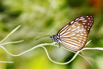 striped butterfly on a branch, macro, blur, space for text, boke