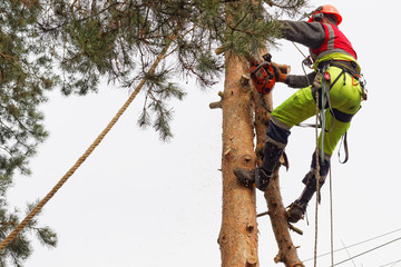 Ścinanie drzewa metodą alpinistyczną - obrazy, fototapety, plakaty
