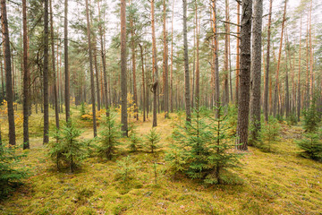Fototapeta na wymiar Pine Trees In Wild Autumn Coniferous Forest Reserve Park. Nature