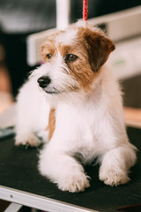 Young Rough Coated Jack Russell Terrier Dog