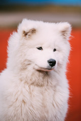 Obraz na płótnie Canvas Close Up Of Young White Samoyed Dog