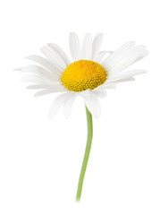 Daisy chamomile flower - obrazy, fototapety, plakaty