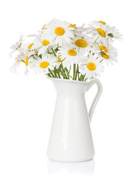 Daisy chamomile flowers