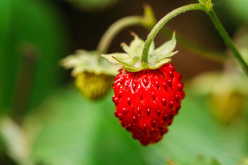 Red Wild Strawberries, Wild Strawberry. Growing Organic Wild Str