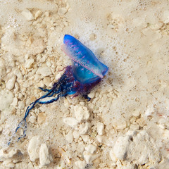 Portuguese man o war Physalia physalis jellyfish