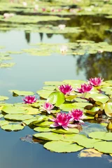 Afwasbaar Fotobehang Waterlelie Water lilies