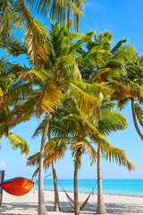 Key west florida Smathers beach palm trees US