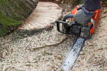 Ścinanie drzewa pilarką łańcuchową spalinową © egraficy