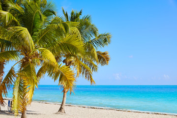 Fototapeta na wymiar Key west florida Smathers beach palm trees US